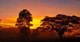 Ingan Tours - Spirit Of The Rainforest Tour - Melbourne Tourism 3