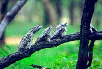 Undara Experience - Melbourne Tourism 0