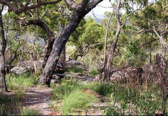Cooktown Aboriginal Art Tours - Melbourne Tourism 2
