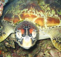Adrenalin Snorkel and Dive - Melbourne Tourism