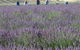Aloomba Lavender - thumb 1