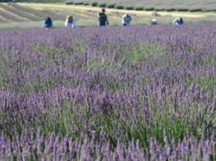 Aloomba Lavender - Melbourne Tourism 1