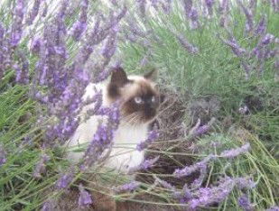 Aloomba Lavender - Melbourne Tourism 2