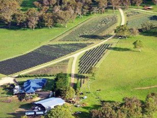 Aloomba Lavender - Melbourne Tourism 3