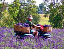 Aloomba Lavender - Melbourne Tourism 4
