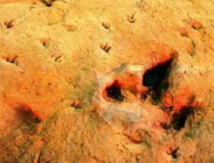 Australia's Dinosaur Trail - Melbourne Tourism 2