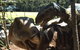 Palmersaurus Park - thumb 4