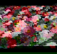 Camellia's Australia National Camellia Show - Melbourne Tourism