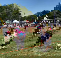Dogs in the Park Orange - Melbourne Tourism
