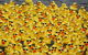 Gerringong Men’s Shed Annual Duck Derby - thumb 1
