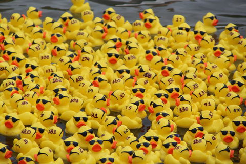 Gerringong Men’s Shed Annual Duck Derby - Melbourne Tourism 1