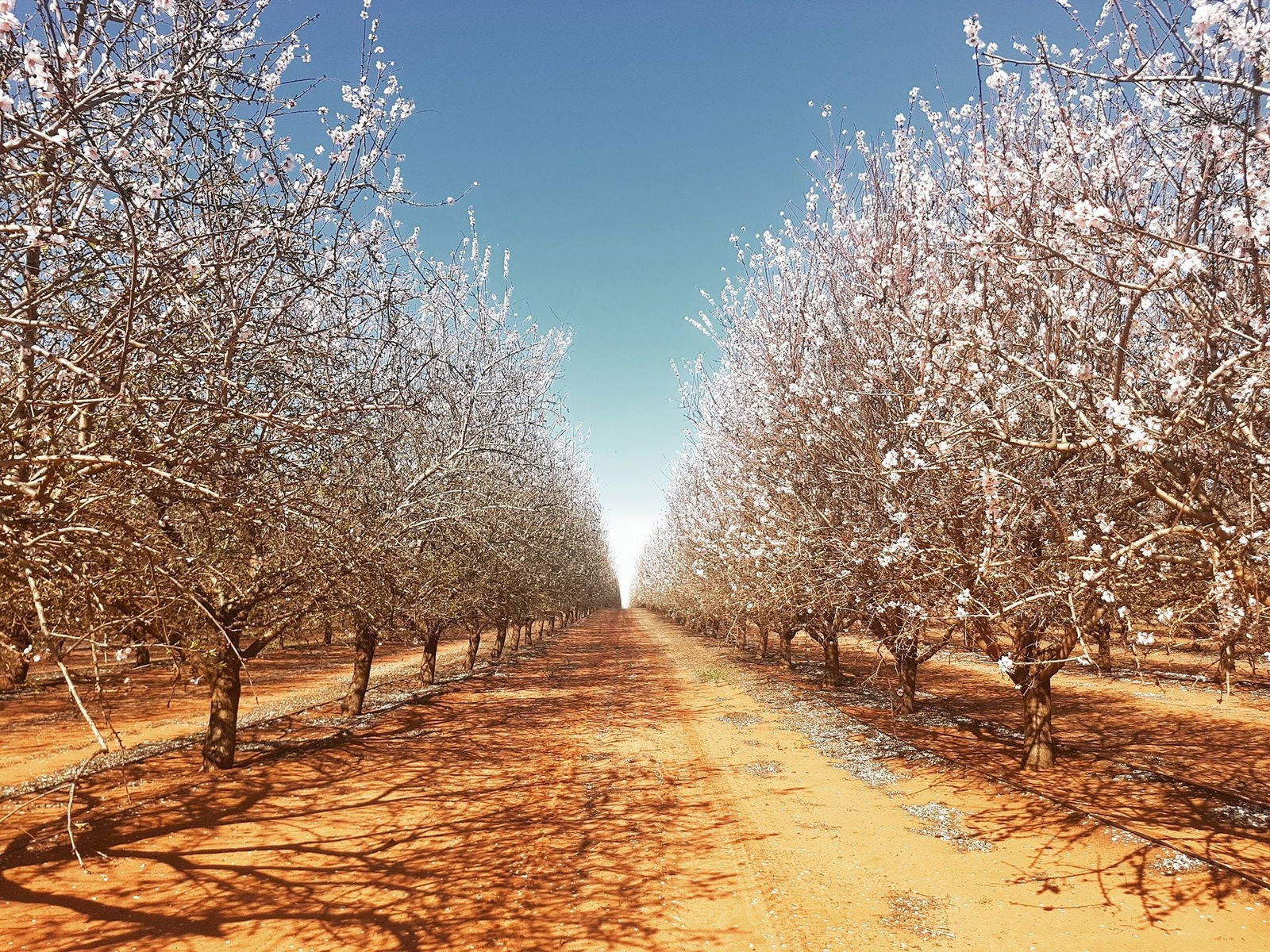 Robinvale VIC Melbourne Tourism