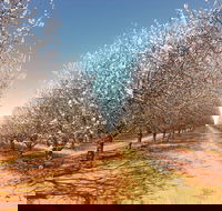 Mallee Almond Blossom Festival - Melbourne Tourism