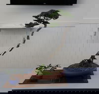 Wauchope Bonsai Workshop Group - Melbourne Tourism