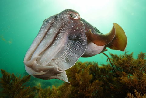 Whyalla Maritime Museum - Cuttlefish Capers - Melbourne Tourism 0