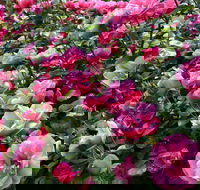 2020 Woolmers Estate Festival of Roses - Melbourne Tourism