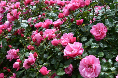 2020 Woolmers Estate Festival Of Roses - Melbourne Tourism 0