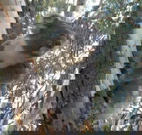 Annual Koala Count - Melbourne Tourism