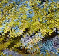 Australian Wattle Day  the Old Bus Depot Markets - Melbourne Tourism