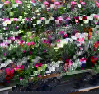 Culburra Beach Monthly Markets - Melbourne Tourism