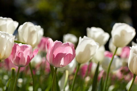 Floriade: Reimagined - Melbourne Tourism 0