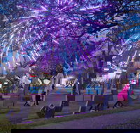 Grafton Jacaranda Festival - Melbourne Tourism
