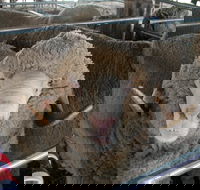 Mendooran Show - Melbourne Tourism