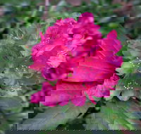 Rhododendrons at Brangayne - Melbourne Tourism