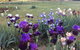 Riverina Iris Farm Open Garden And Iris Display - thumb 0