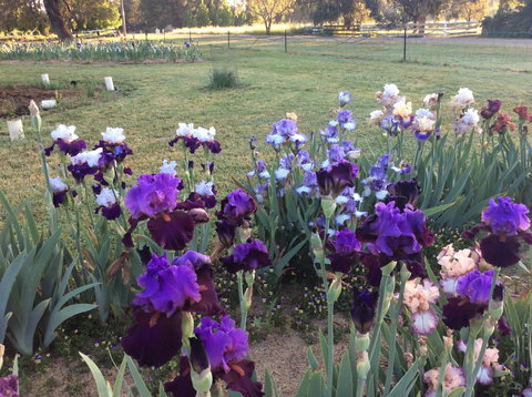 Riverina Iris Farm Open Garden And Iris Display - Melbourne Tourism 0