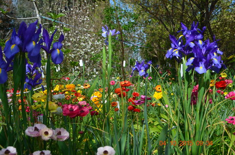 Riverina Iris Farm Open Garden And Iris Display - Melbourne Tourism 1