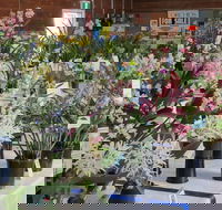 Sapphire Coast Orchid Club Spring Orchid Show - Melbourne Tourism
