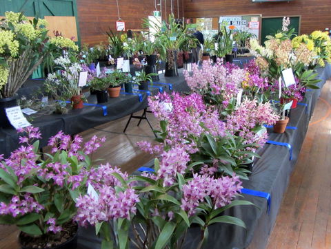 Sapphire Coast Orchid Club Spring Orchid Show - Melbourne Tourism 1