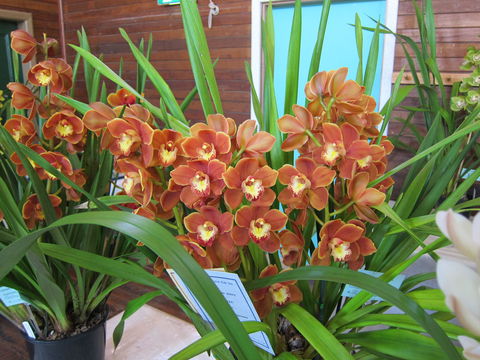 Sapphire Coast Orchid Club Spring Orchid Show - Melbourne Tourism 2