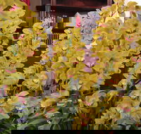 Sapphire Coast Orchid Club Winter Orchid Show - Melbourne Tourism