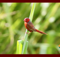 Spring into Finches and Softbills