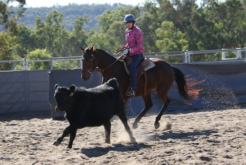 Australian Campdraft Association National Finals Campdraft 2021 - Melbourne Tourism 1