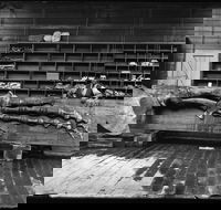 Capturing Nature Early photography at the Australian Museum 1857  1893 - Melbourne Tourism