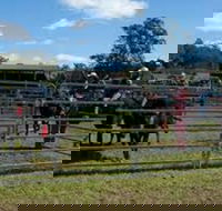 Dungog Team Penning - Melbourne Tourism