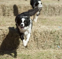Great Nundle Dog Race