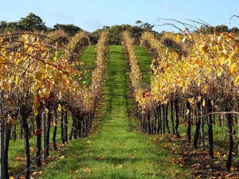 Miners Ridge Wine Tasting - Melbourne Tourism 0