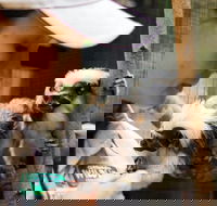 Animal Training and Conditioning - Sept - Melbourne Tourism