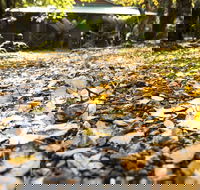 Cradle Forest Inn - Melbourne Tourism