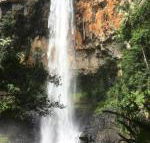 Purling Brook Falls Gwongorella