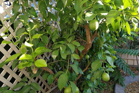 6-Bedroom House Singleton Hunter Valley - Melbourne Tourism 5