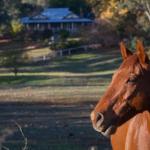 Historic Oak Hill House Estate Truffle Gourmet Festival Region - Melbourne Tourism 0