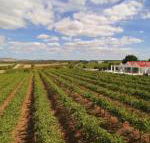 Barossa Valley Lyndoch - Melbourne Tourism