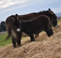 Malakai Farm Stay - Melbourne Tourism