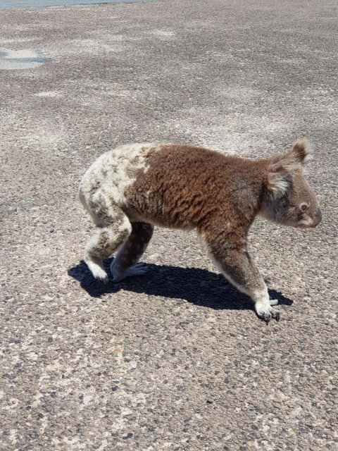 Minjerribah Island Accommodation Straddie - Melbourne Tourism 2