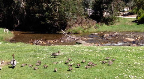 RiverCottage Selfcontained - Melbourne Tourism 3
